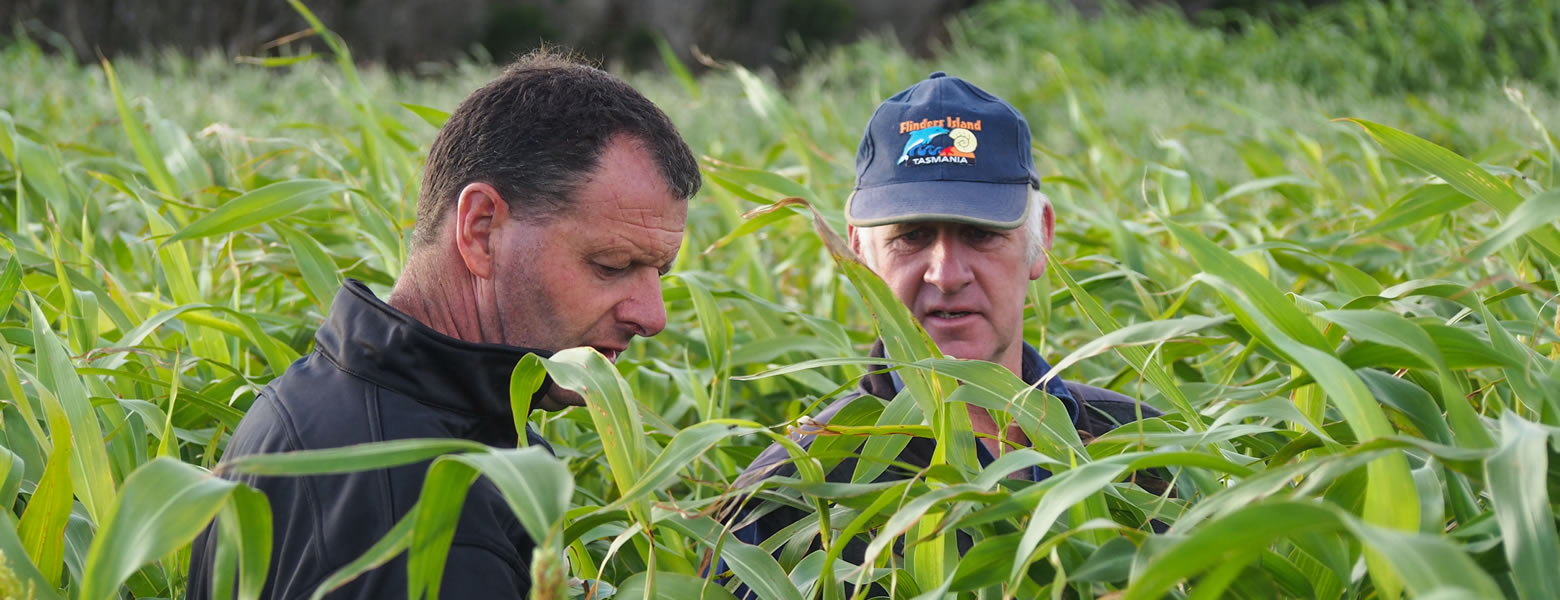 Crop of Sorghum, Flinders Island