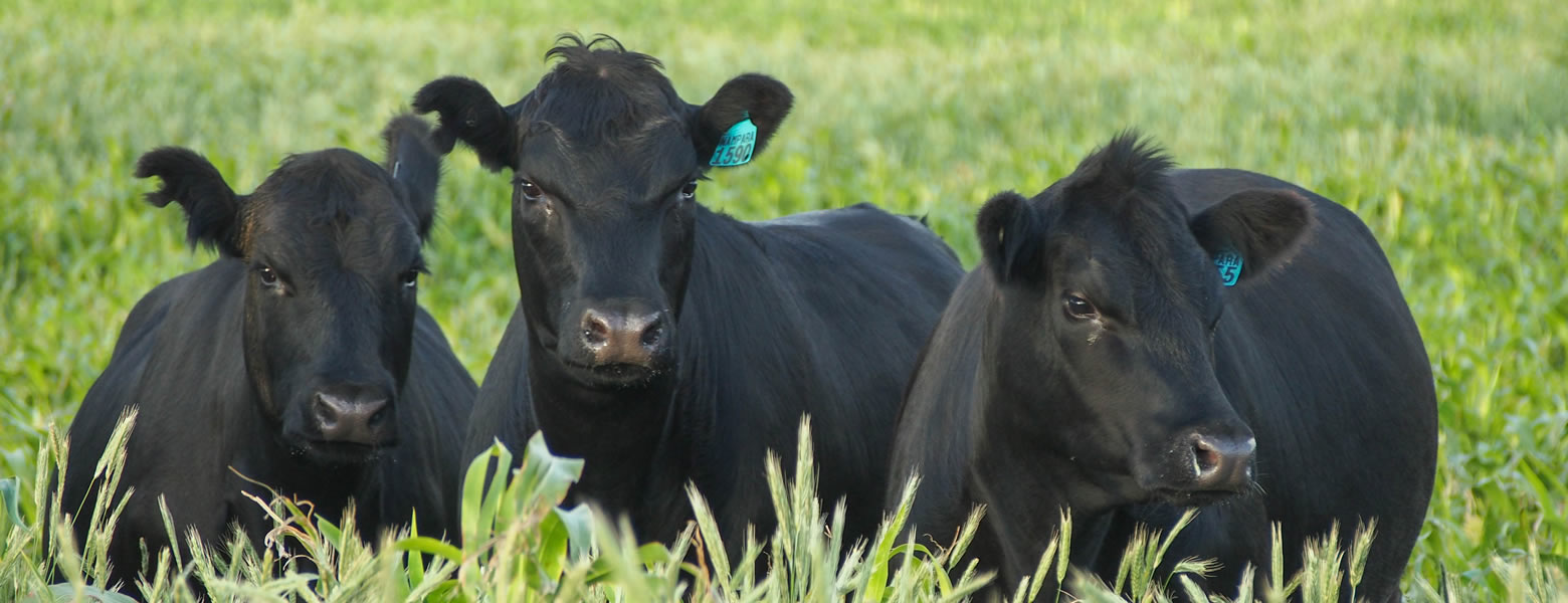 A mob of 200 Angus heifers runs through the chin-high sorghum crop