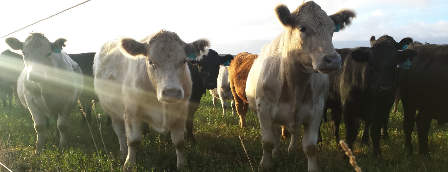 The Saward name runs deep for high quality grass fed beef in Tasmania’s northwest.